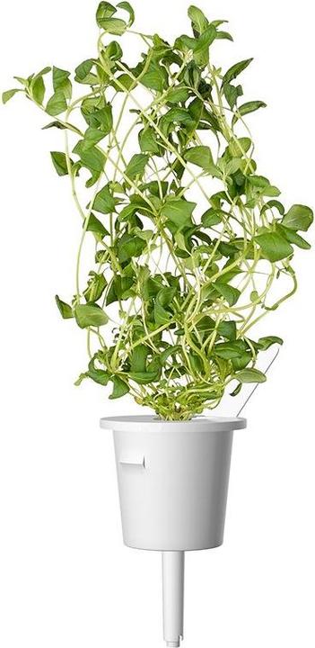 Produktbild Click and Grow Saatgut Majoran (Gemüsesamen)