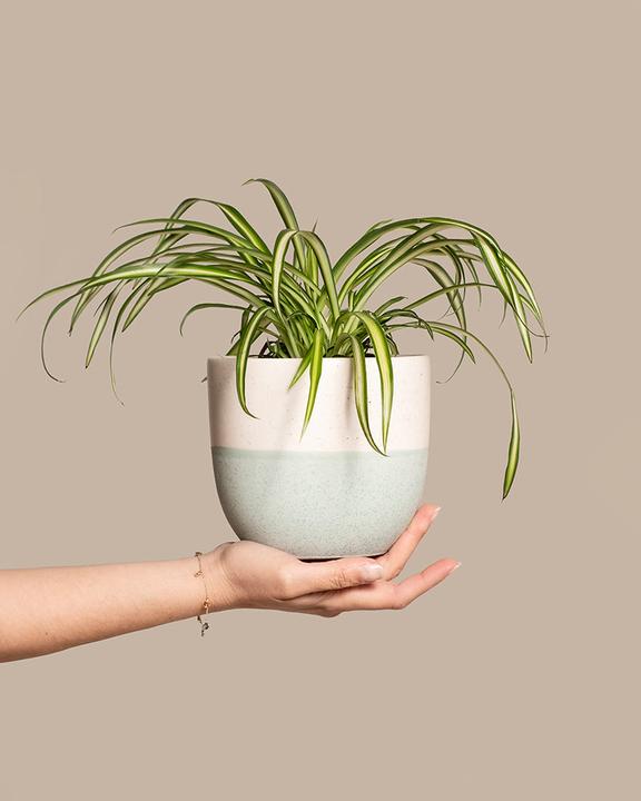 Actual product image feey Grünlilie (25 cm, Freshly repotted)