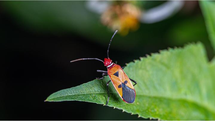 Image du produit Venus Optic Focale fixe 90mm f/2.8 2x Ultra Macro APO - Monture L (Monture L, Plein format)