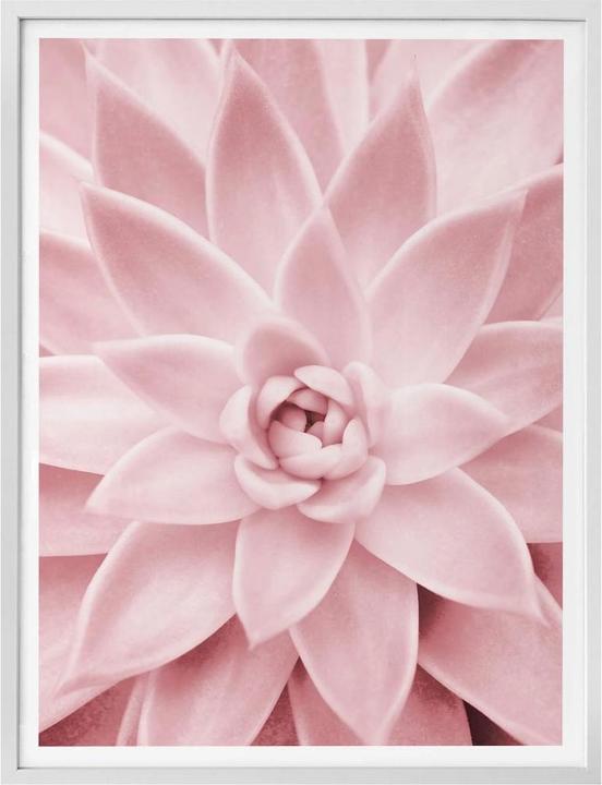 Immagine prodotto Trenddeko Rosa succulenta (80 x 100 cm)
