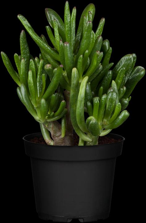 Immagine prodotto Gollum (25 cm)