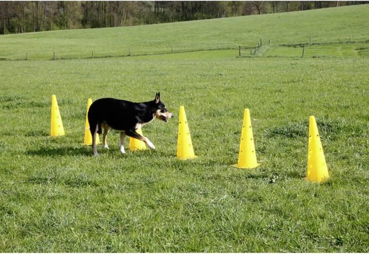 Actual product image Kerbl Agility Pylon Hurdles Set (One size, Agility)