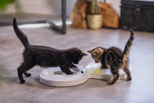 Produktbild Beeztees Bz Kitten Pl Spielschiene Agty (Beschäftigungsspielzeug Katze)