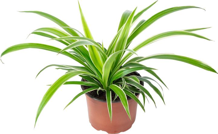 Image du produit Flowerbox Lis vert "Ocean" - Chlorophytum Comosum (20 cm)