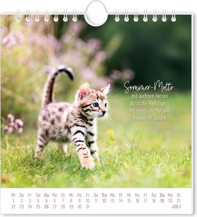 Actual product image Postkartenkalender 2026 Auf leisen Pfot (16 x 17 cm, German)