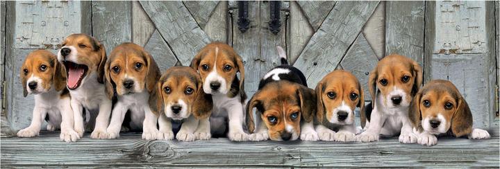 Produktbild Clementoni Panorama Beagles (1000 Teile)