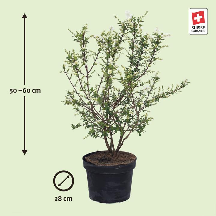 Produktbild Zulauf Prunkspiere / Exochorda racemosa 'Niagara' (80 cm)