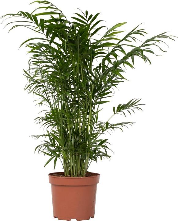 50 cm