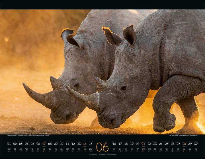 Produktbild Wildes Afrika Kalender 2026 (54 x 42 cm, Harter Einband, Englisch, Französisch, Deutsch)