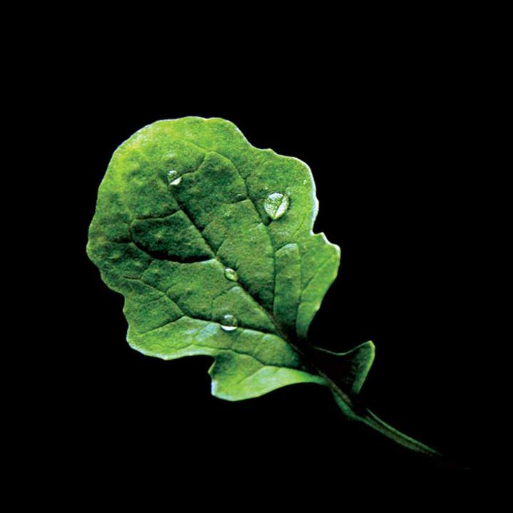 Immagine prodotto Plantui Giardino Senfrauke (Semi di verdura)