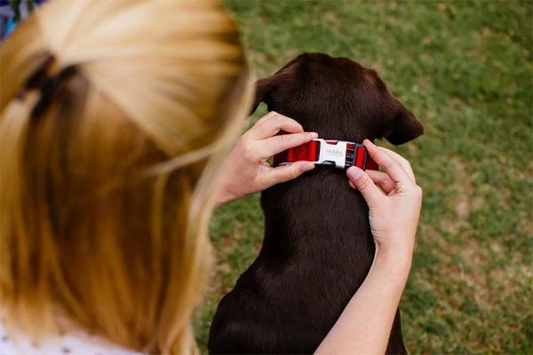 Actual product image Nobby Collar Classic Preno Royal (XS, Dog)