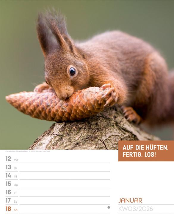 Actual product image Tierisch! Sprüchekalender - Wochenplaner Kalender 2026 (25 x 33 cm, Hardcover, German)