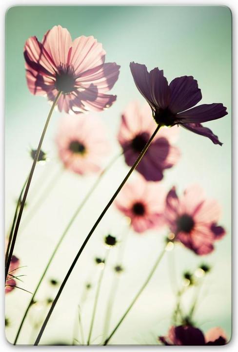 Image du produit Trenddeko Cosmos roses (40 x 60 cm)