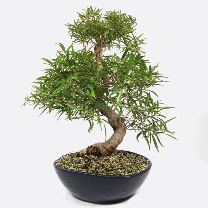 Produktbild Bonsai.ch Ficus neriifolia Oleanderfeige cm