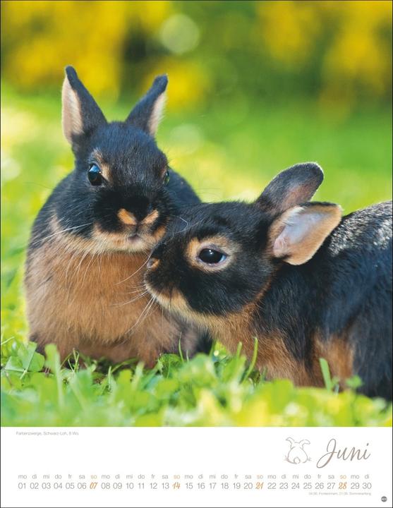 Produktbild Kaninchenkinder Posterkalender 2026 (34 x 44 cm, Harter Einband, Deutsch)