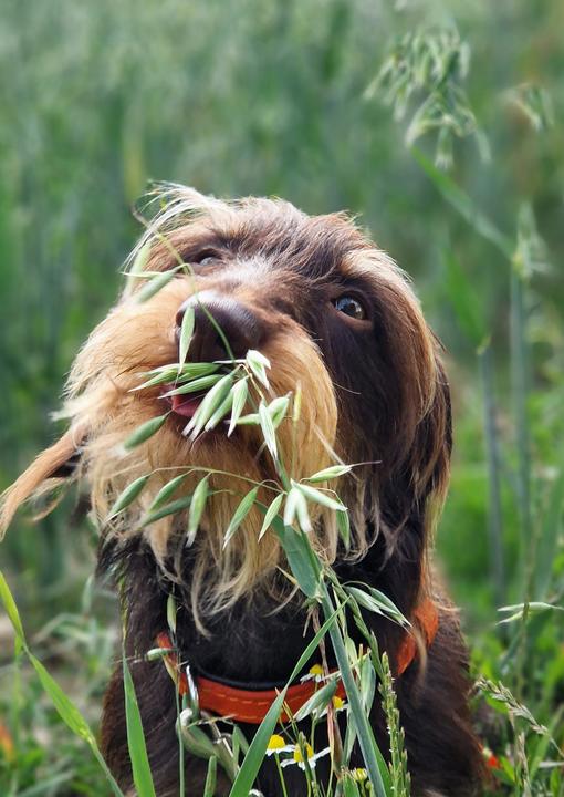 Immagine prodotto Über 125 Naturheilmittel Für den gesunden Hund! (Tedesco, Diana Tiebes, 2024)