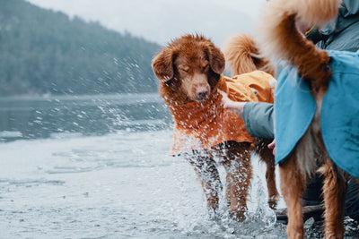 Actual product image Hurtta Monsoon Coat bilberry (65, Dog coat)