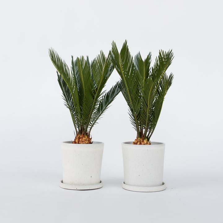 Actual product image Plant in a Box Cycas revoluta - set of 2 palm ferns (45 cm)