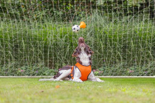 Actual product image Beeztees Bz Holland Air Horn HD Game 2 (Dog chew toy)