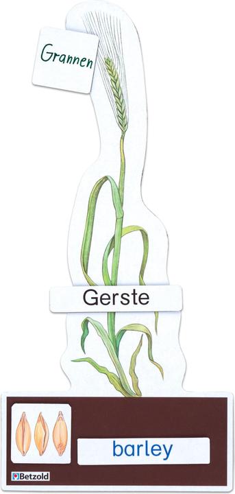 Image du produit Betzold Déterminer le set économique céréales (Allemand, Français, Anglais)