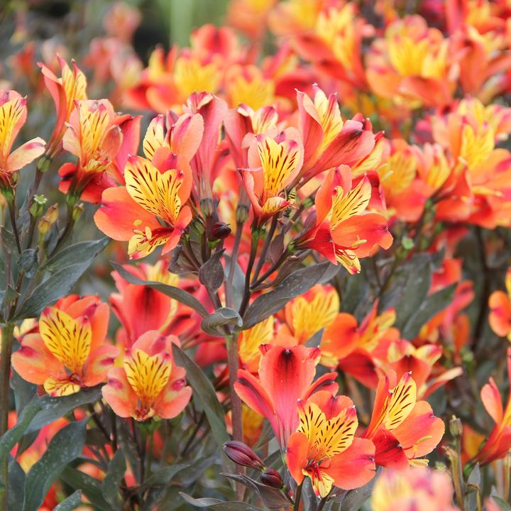 Produktbild Zulauf Alstroemeria 'Indian Summer'® / Inkalilie 'Indian Summer' ® (50 cm)