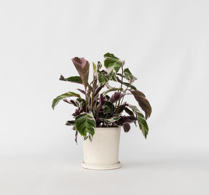 Image du produit Plant in a Box Calathea Lietzei "White Fusion" - Maranthe en osier (30 cm)