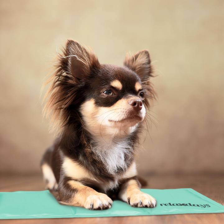 Image du produit Relaxdays Tapis réfrigérant chien (Chien)