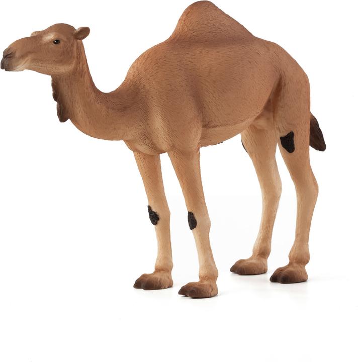 Productafbeelding Animal Planet Dromedaris
