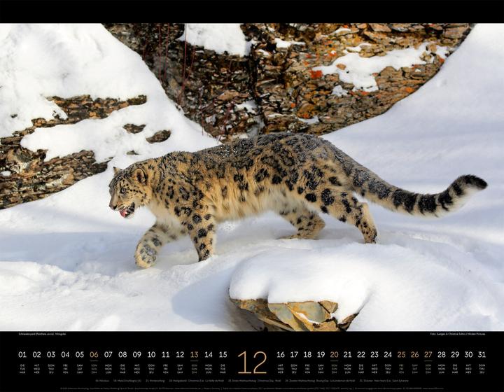 Produktbild Königreich der Katzen Kalender 2026 (54 x 42 cm, Englisch, Französisch, Deutsch)