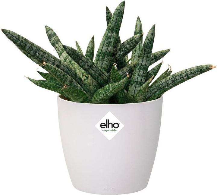 Actual product image Elho Brussels (13 cm)