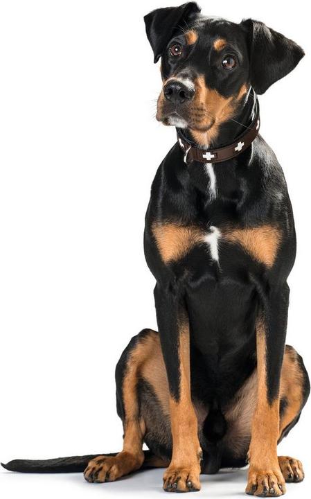 Immagine prodotto Hunter Collare in vera pelle svizzera (35, Cane)