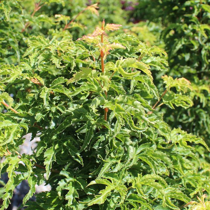 Immagine prodotto Zulauf Japanischer Fächer-Ahorn / Acer palmatum 'Shishigashira' (70 cm)