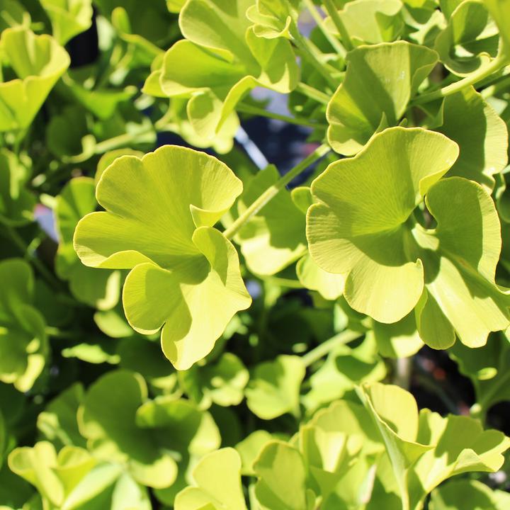 Image du produit Zulauf Ginkgo bilobé (40 cm)