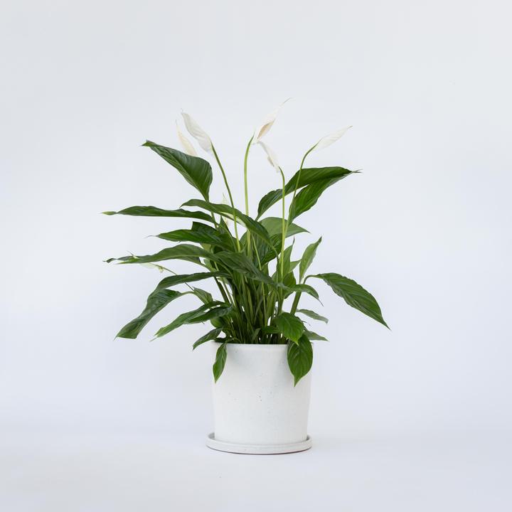 Immagine prodotto Plant in a Box Spathiphyllum Lima - Einblatt (60 cm)