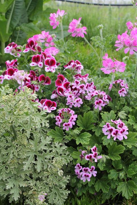 Actual product image Säntispracht The Scented Geranium with Essential Aromas - Pelargonium hybrida (60 cm)