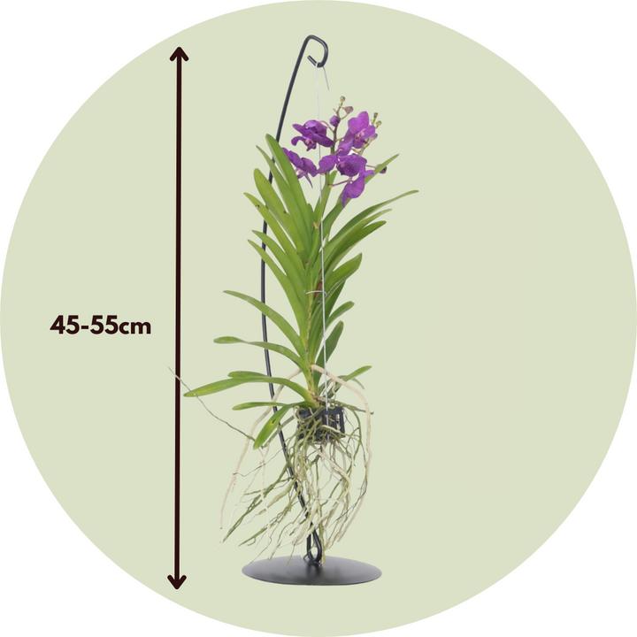 Produktbild Plant in a Box Vanda 'Blue' - Orchidee (50 cm)