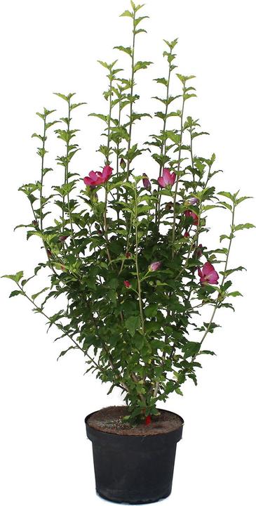 Image du produit Zulauf Eibisch / Hibiscus syr. 'Woodbridge' (80 cm)
