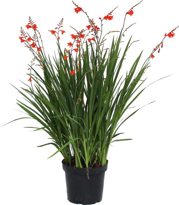 Actual product image Zulauf Montbretie (30 cm)