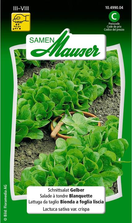 Actual product image Samen Mauser Yellow (Vegetable seeds)