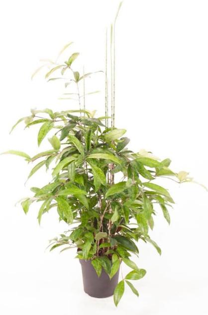 Immagine prodotto Fresca-Plant Dracaena surculosa (24 cm)
