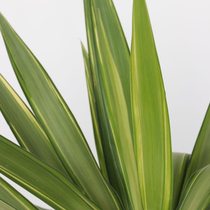 Image du produit Plant in a Box Yucca elephantipes 'Jewel' - Lis de palme (60 cm)