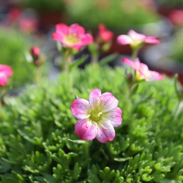 Produktbild Säntispracht 6 er Set, Der rosablühender Moos-Steinbrech - Saxifraga x arendsii Pixi Rose