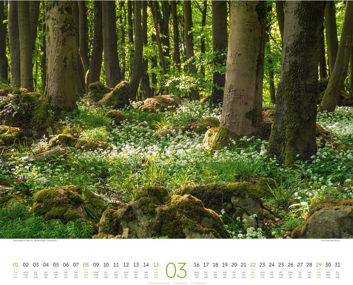 Actual product image Wald Kalender 2026 (54 x 48 cm, Hardcover, German, French, English)
