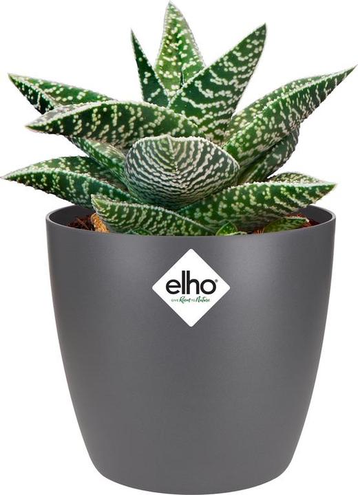 Immagine prodotto Elho Bruxelles (10 cm)