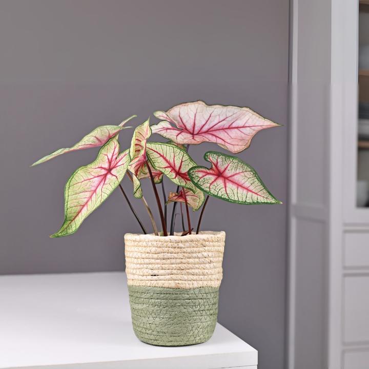 Image du produit Plant in a Box Caladium Carolyn Whorton - (25 cm)