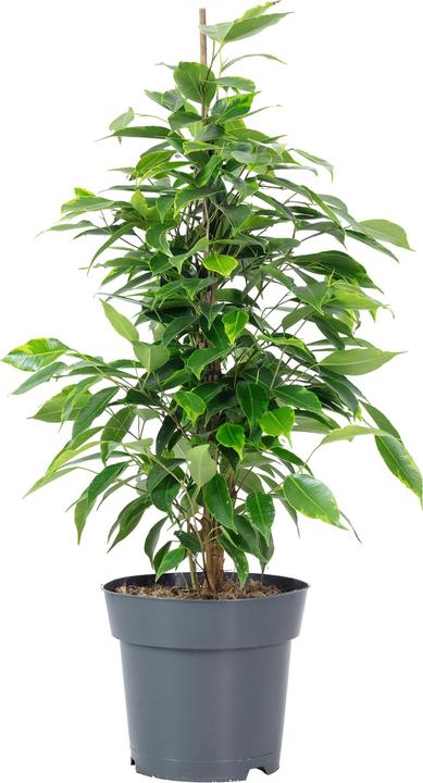 Flowerbox Fico della Betulla "Forever" - Ficus benjamini (75 cm)