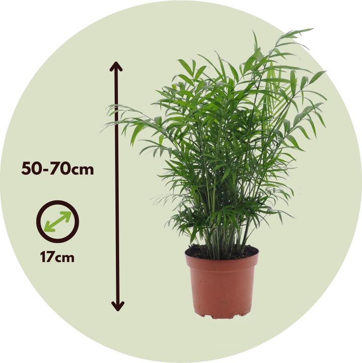 Image du produit Plant in a Box Chamaedorea Elegans, Dypsis lutescens - Mélange de 2 palmiers d'intérieur (60 cm)