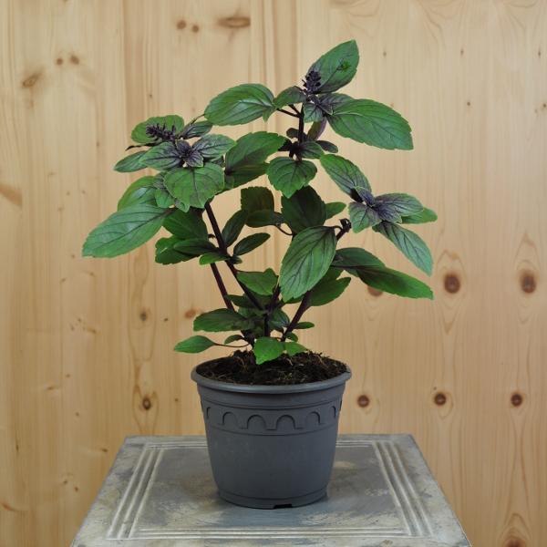 Immagine prodotto Säntispracht Set di 3 basilico a cespuglio - Ocimum basilicum Magic Blue (60 cm)