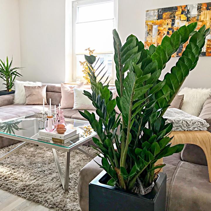 Immagine prodotto Flowerbox Piuma fortunata - Zamioculcas zamiifolia (90 cm)