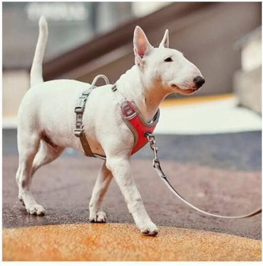 Produktbild Hurtta Geschirr Venture No-Pull, 40-45, Blau (40, 41, 42, 43, 44, 45, Hund, Hundesport)